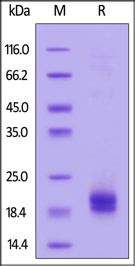 DLL3 SDS-PAGE