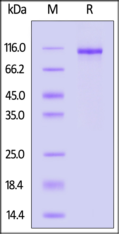 DLL3 SDS-PAGE