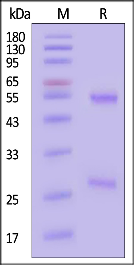 DM-1 SDS-PAGE