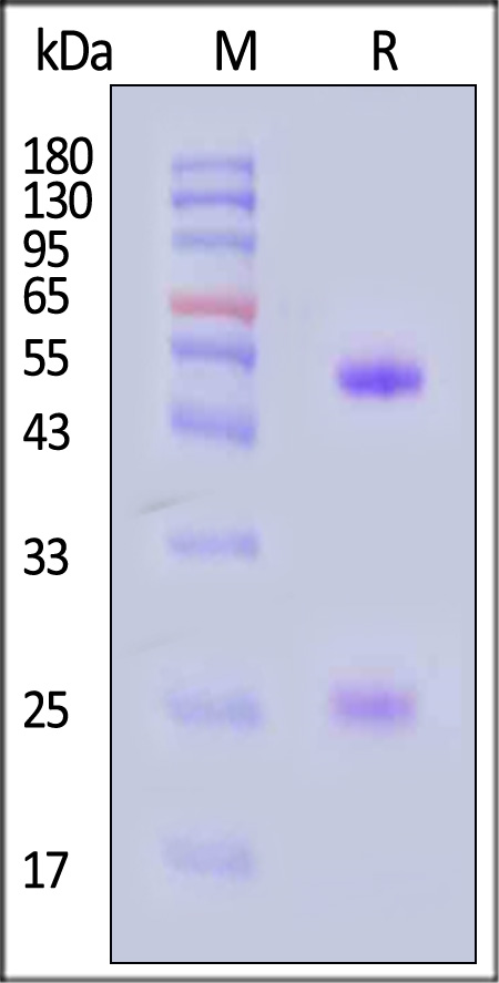 DM1-Y73-sds