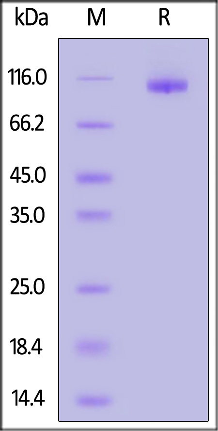 Cynomolgus DPPIV, His Tag (Cat. No. DP4-C52H9) SDS-PAGE gel