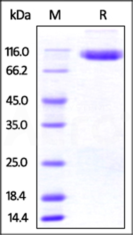 DP4-H5221-sds