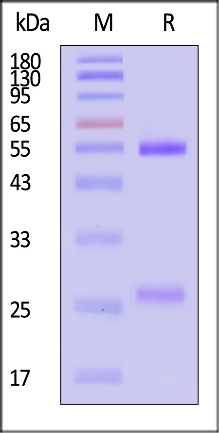 Envelope protein E SDS-PAGE