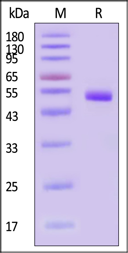 ENE-T52H4-sds