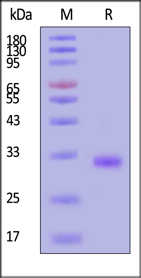 Erythropoietin R SDS-PAGE