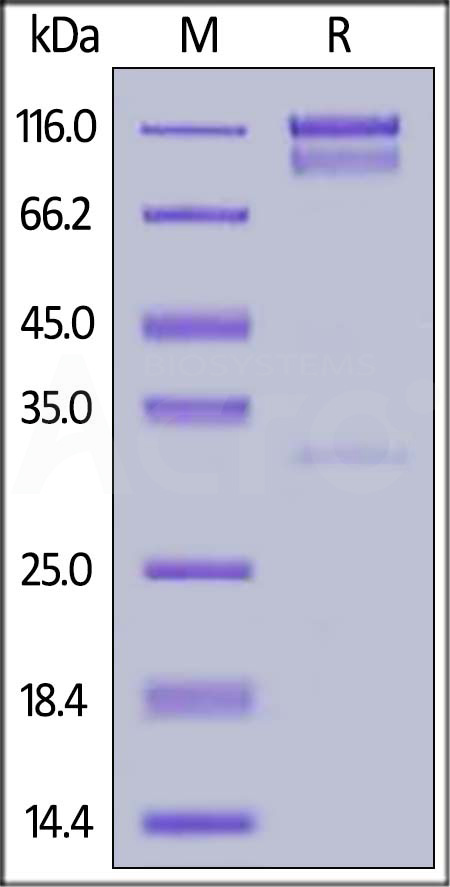 ErbB4 SDS-PAGE