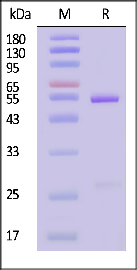 Eribulin SDS-PAGE