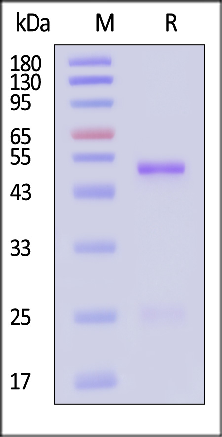 Eribulin SDS-PAGE