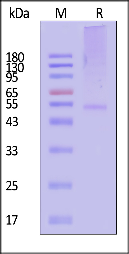 Eribulin SDS-PAGE