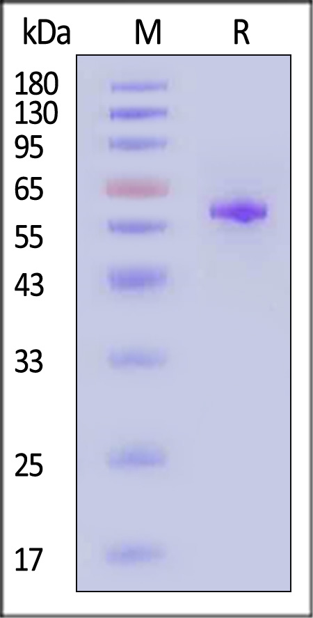 Erythropoietin R SDS-PAGE