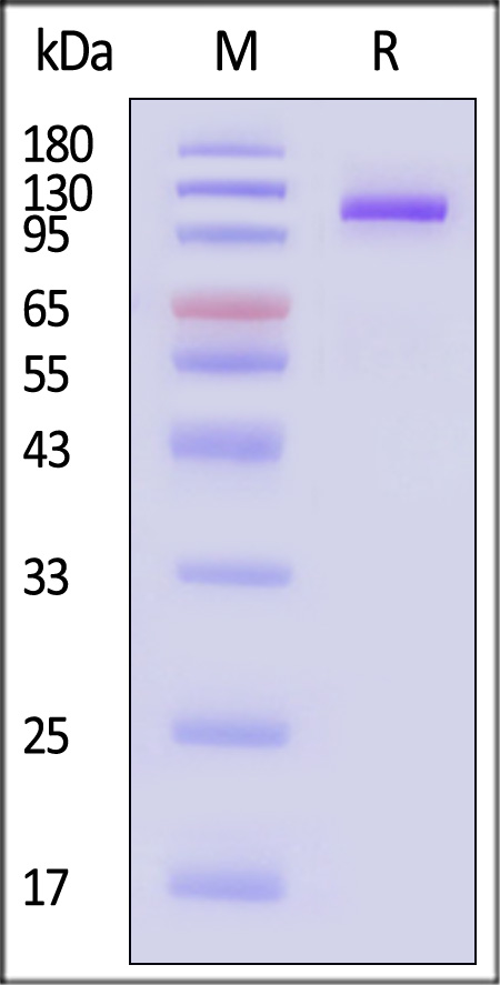 FCRL5 SDS-PAGE