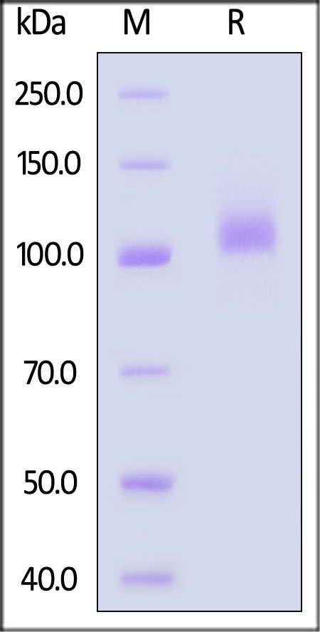 FCRL5 SDS-PAGE