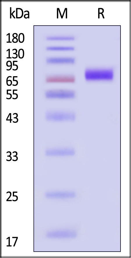 FCRL5 SDS-PAGE