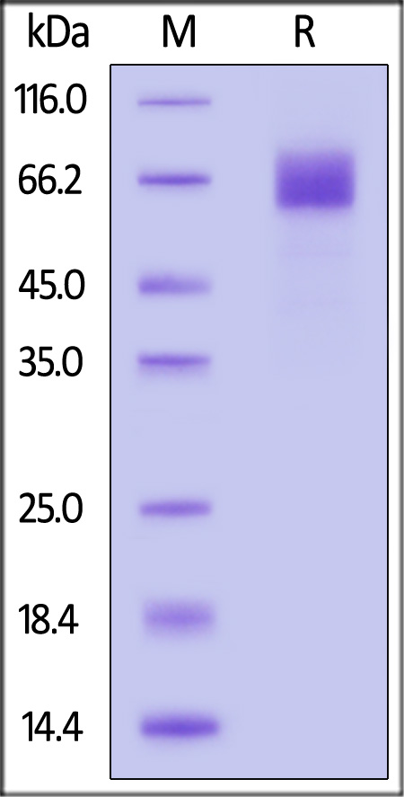 Cynomolgus Fc epsilon RI alpha, Fc Tag (Cat. No. FCA-C5255) SDS-PAGE gel