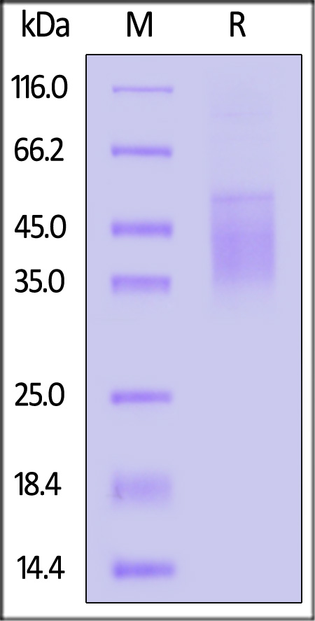 Fc epsilon RI alpha SDS-PAGE