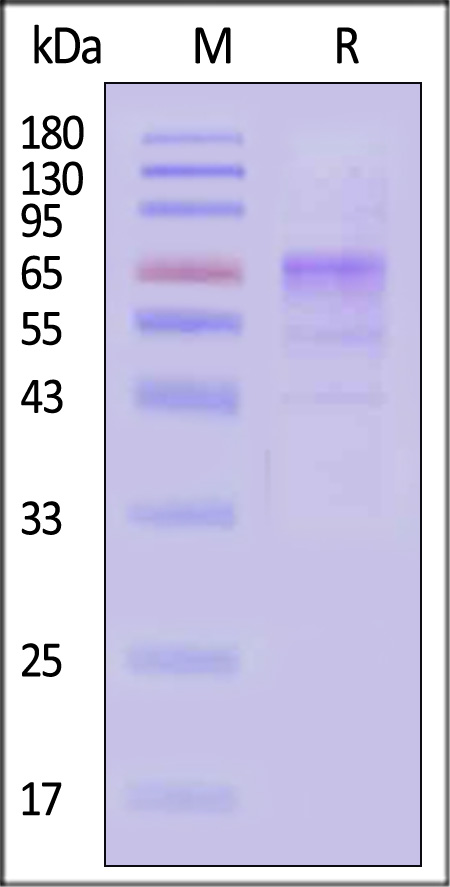 FG2-H5244-sds