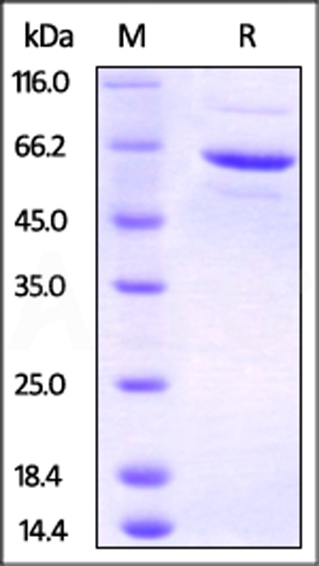 FKBP4 SDS-PAGE