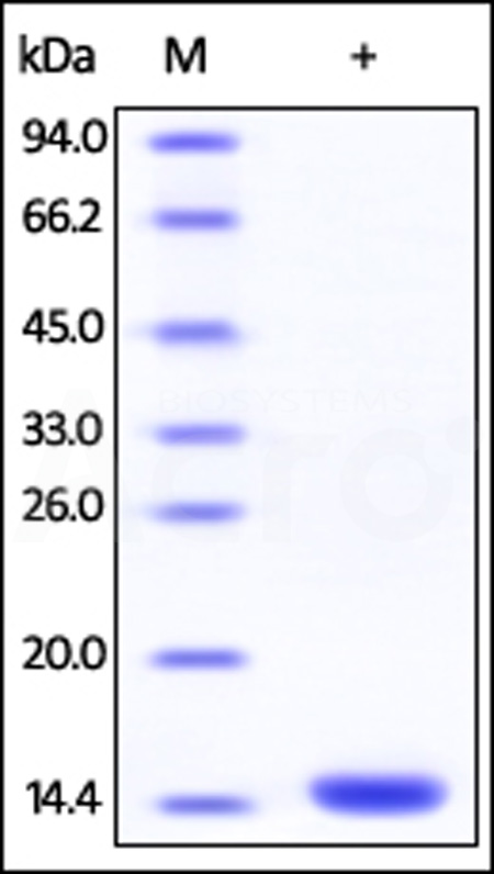 Human FKBP12, His Tag (Cat. No. FKA-H5122) SDS-PAGE gel