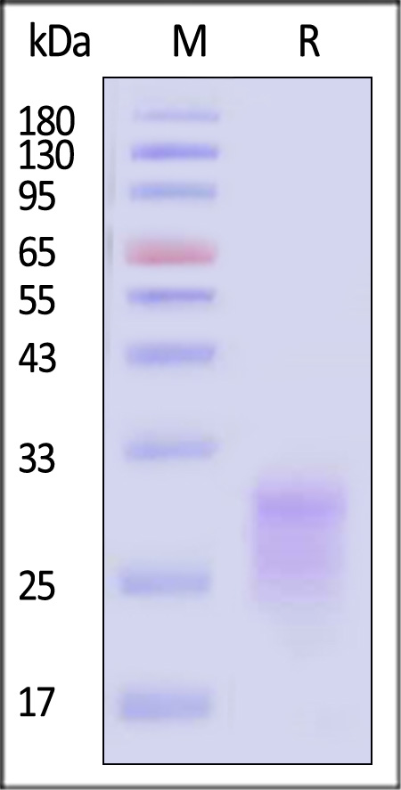 Flt-3 Ligand SDS-PAGE