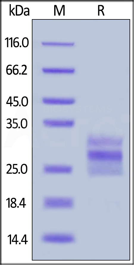 Flt-3 Ligand SDS-PAGE