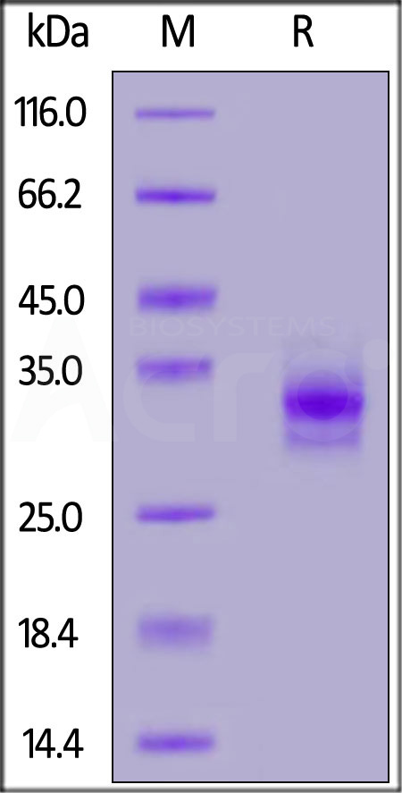 FOLR2 SDS-PAGE