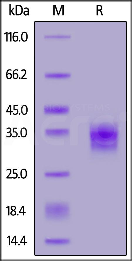 FO2-H82E8-sds