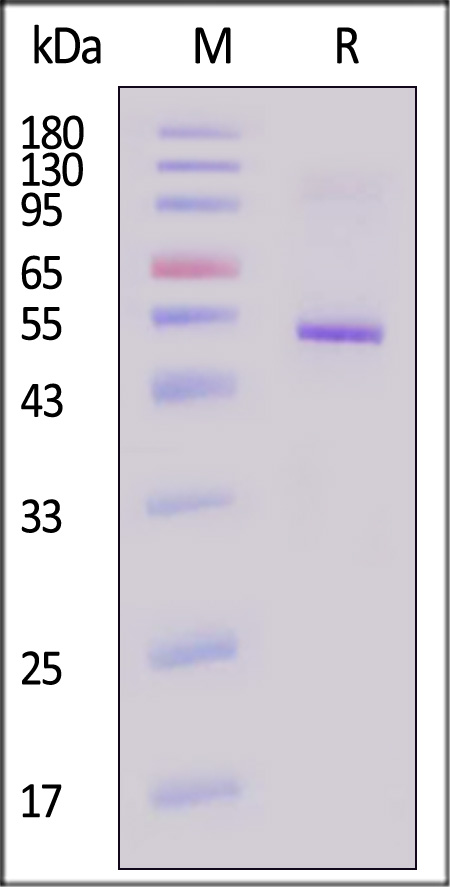 FoxP3 SDS-PAGE