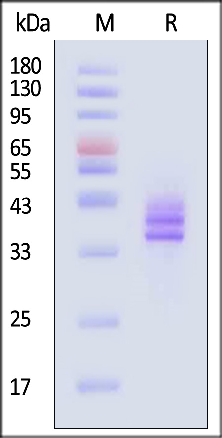 Follistatin SDS-PAGE