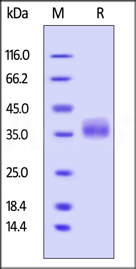 Galectin-3 SDS-PAGE