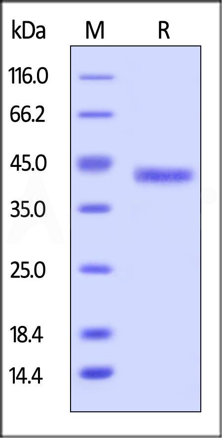 Galectin-4 SDS-PAGE