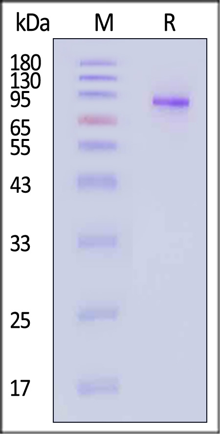 GAS6 SDS-PAGE