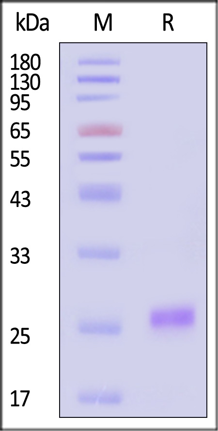 GAS6 SDS-PAGE