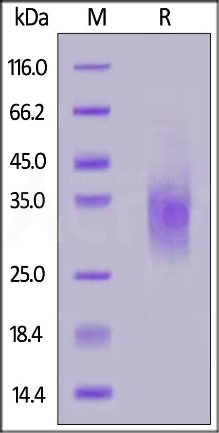 GCGR SDS-PAGE