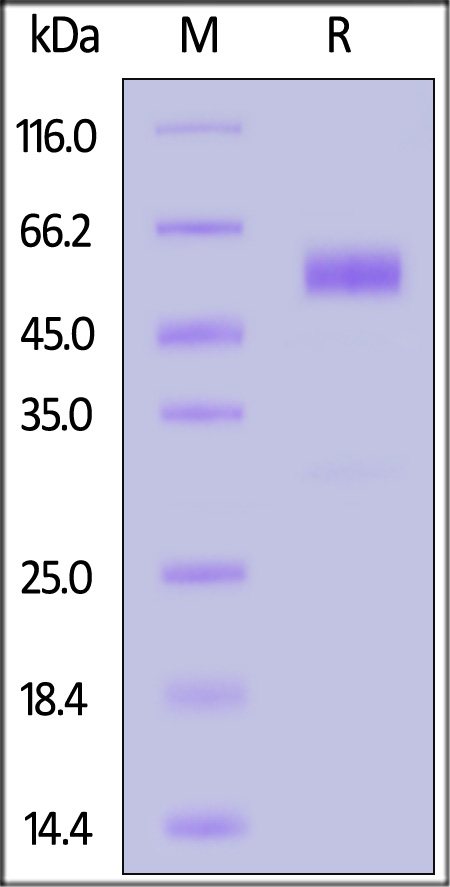 GCGR SDS-PAGE