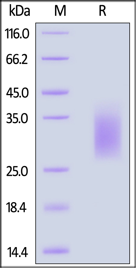 GCR-H82E3-sds