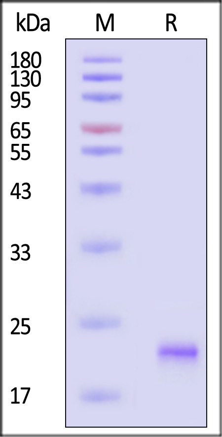 Growth Hormone SDS-PAGE