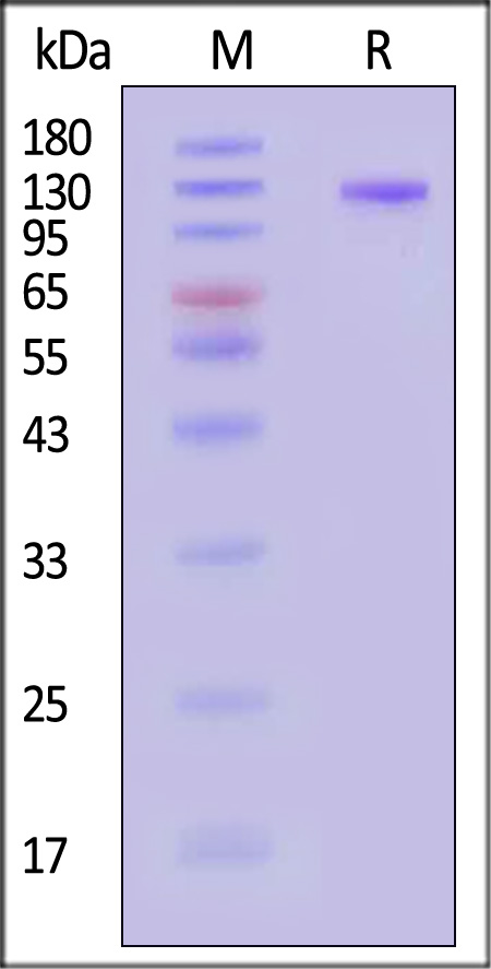 Glycoprotein H&L SDS-PAGE