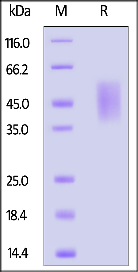 Growth Hormone R SDS-PAGE