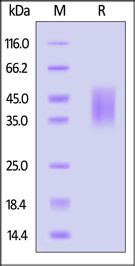 Growth Hormone R SDS-PAGE