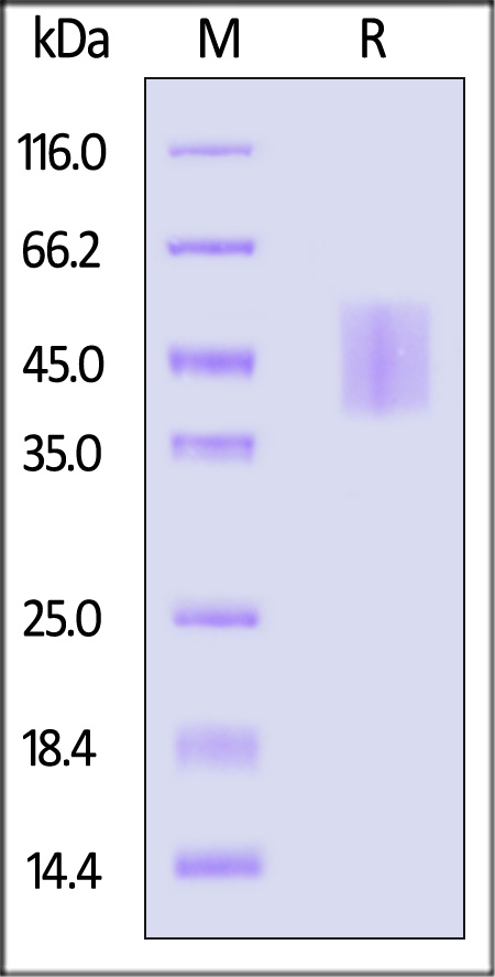 Growth Hormone R SDS-PAGE