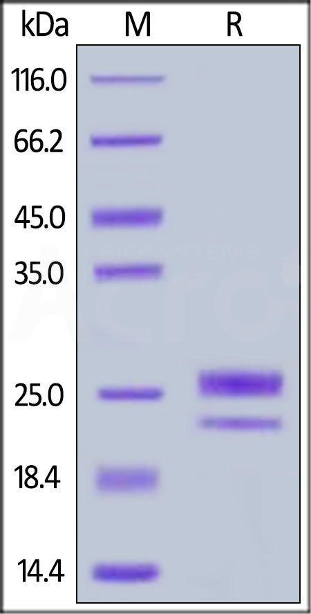 GITR Ligand SDS-PAGE