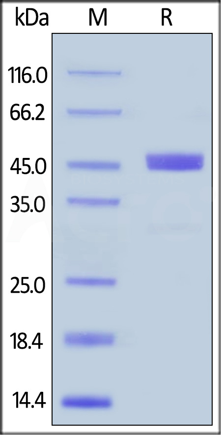 GITR Ligand SDS-PAGE