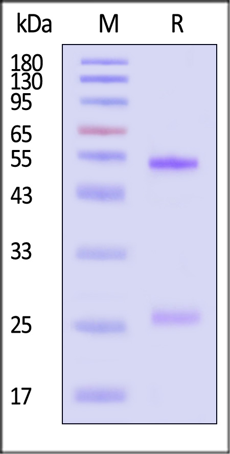 Glycoprotein E2 & E1 SDS-PAGE