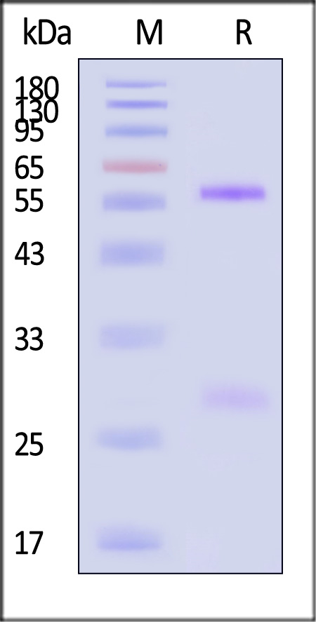 Glycoprotein E2 & E1 SDS-PAGE