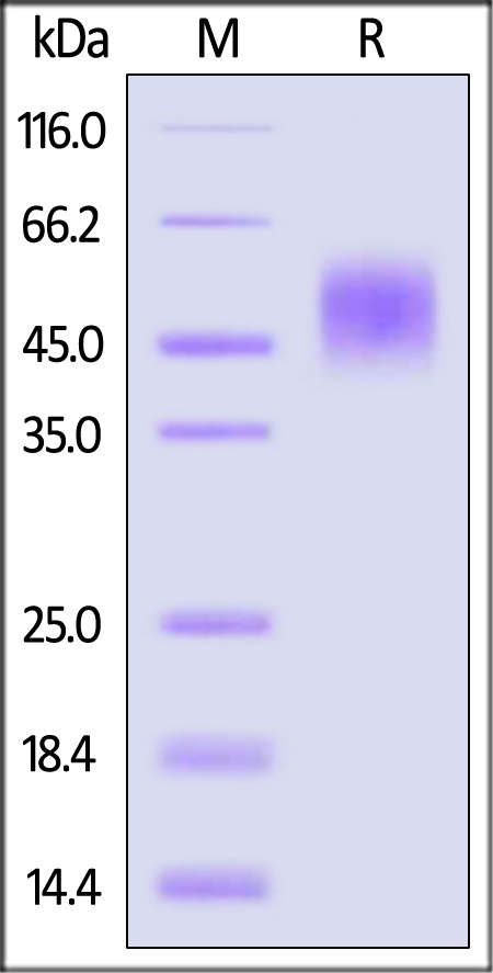 Glycoprotein E2 SDS-PAGE