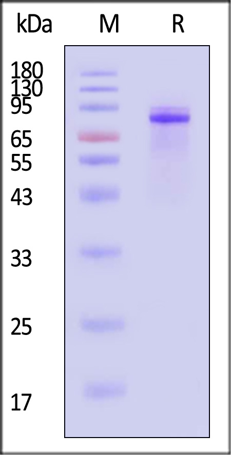 Glycoprotein E2 & E1 SDS-PAGE