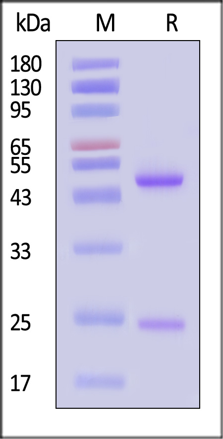 Glycoprotein/G Protein (RABV) SDS-PAGE