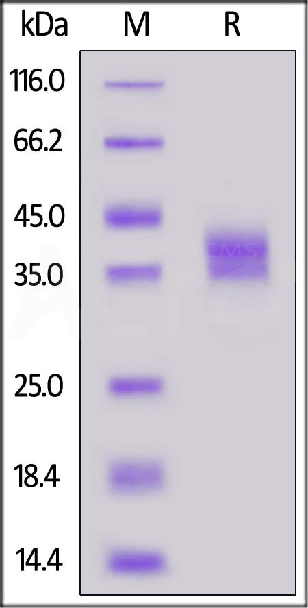 GPA33 SDS-PAGE