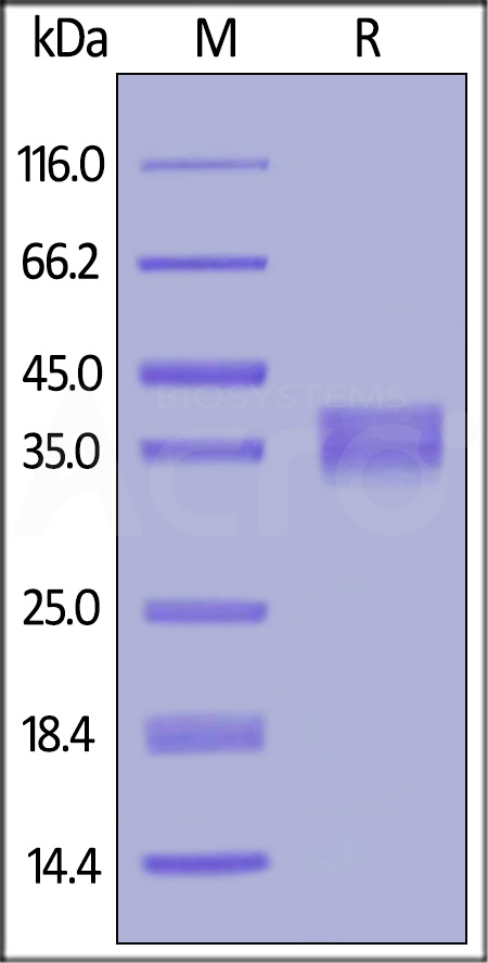 Mouse GPA33, His Tag (Cat. No. GP3-M5225) SDS-PAGE gel