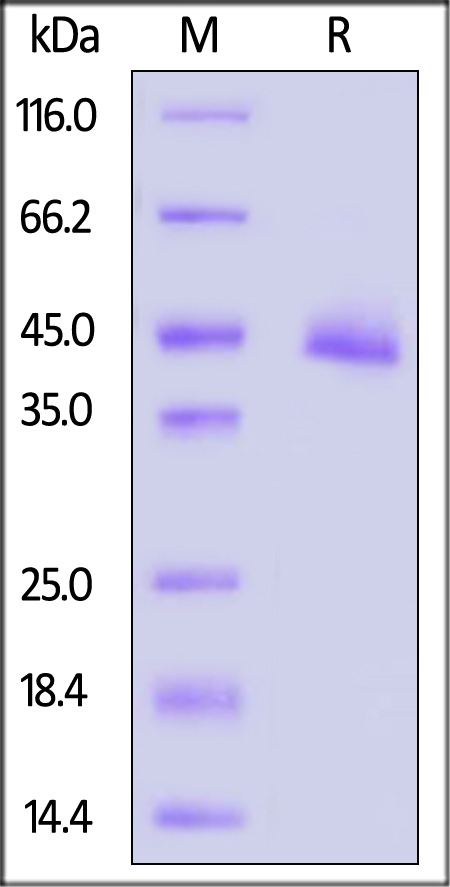 GPRC5B SDS-PAGE